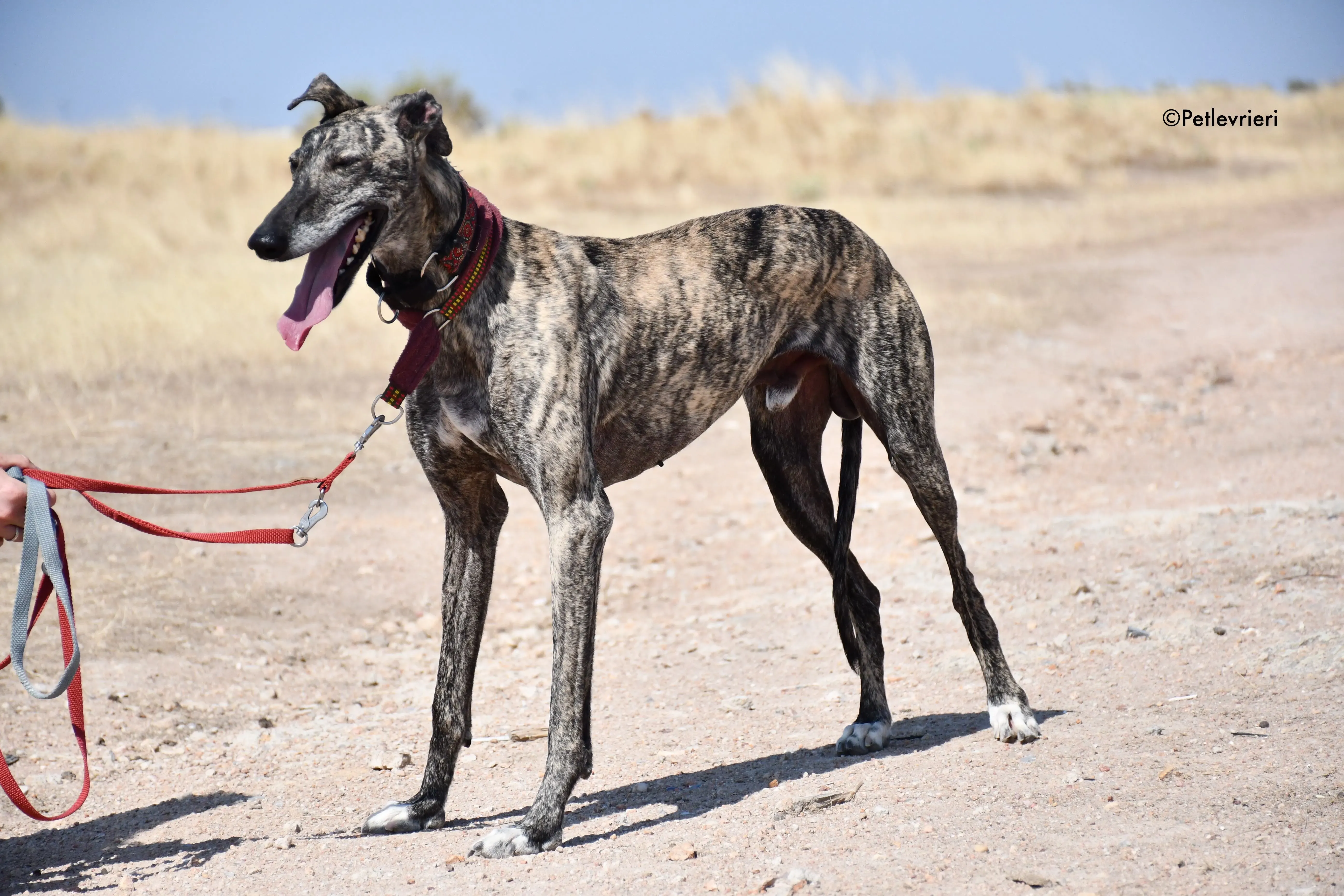 majestad adozione levrieri galgo 9