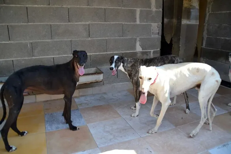 malcolm carinosa e balnquita