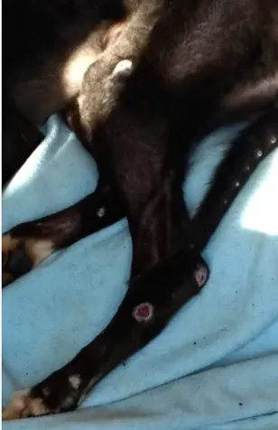 malcolm taylor dog 1