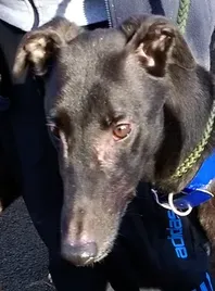 malcolm taylor dogs 3