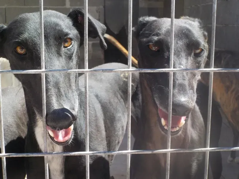 malcom foster progetto foster pet levrieri petlevrierionlus