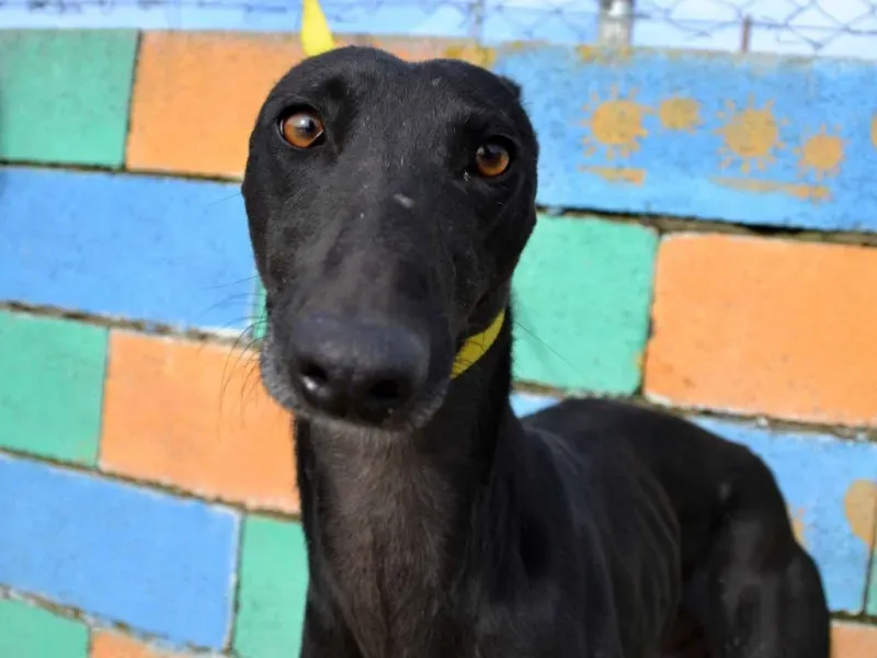 malcom foster progetto foster petlevrieri petlevrierionlus