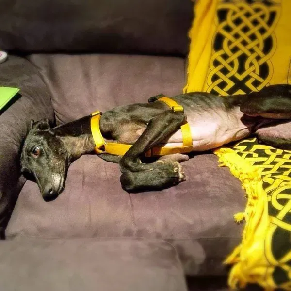 malcom foster progettofoster petlevrieri petlevrierionlus