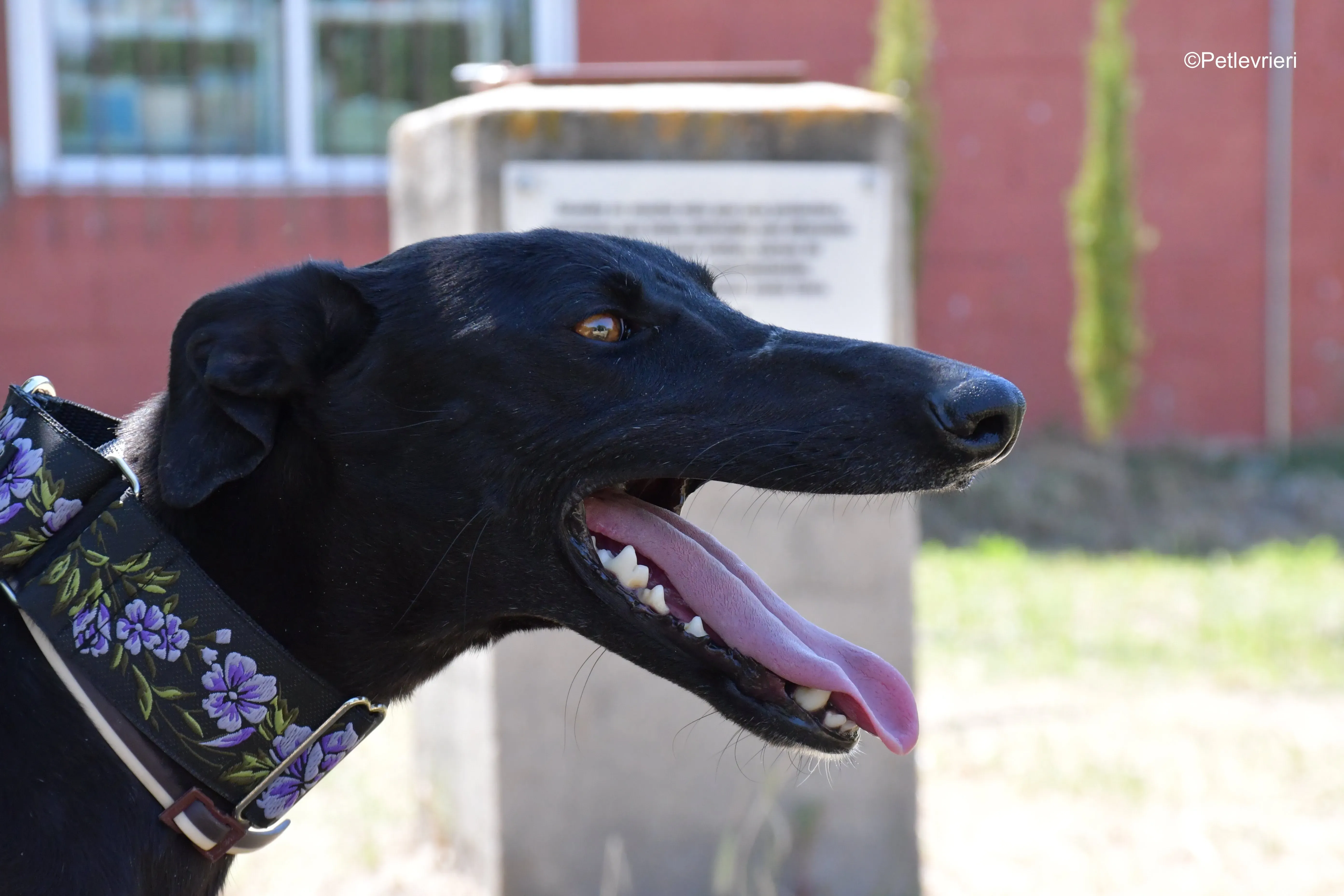 malena adozione levrieri galgo 1 1