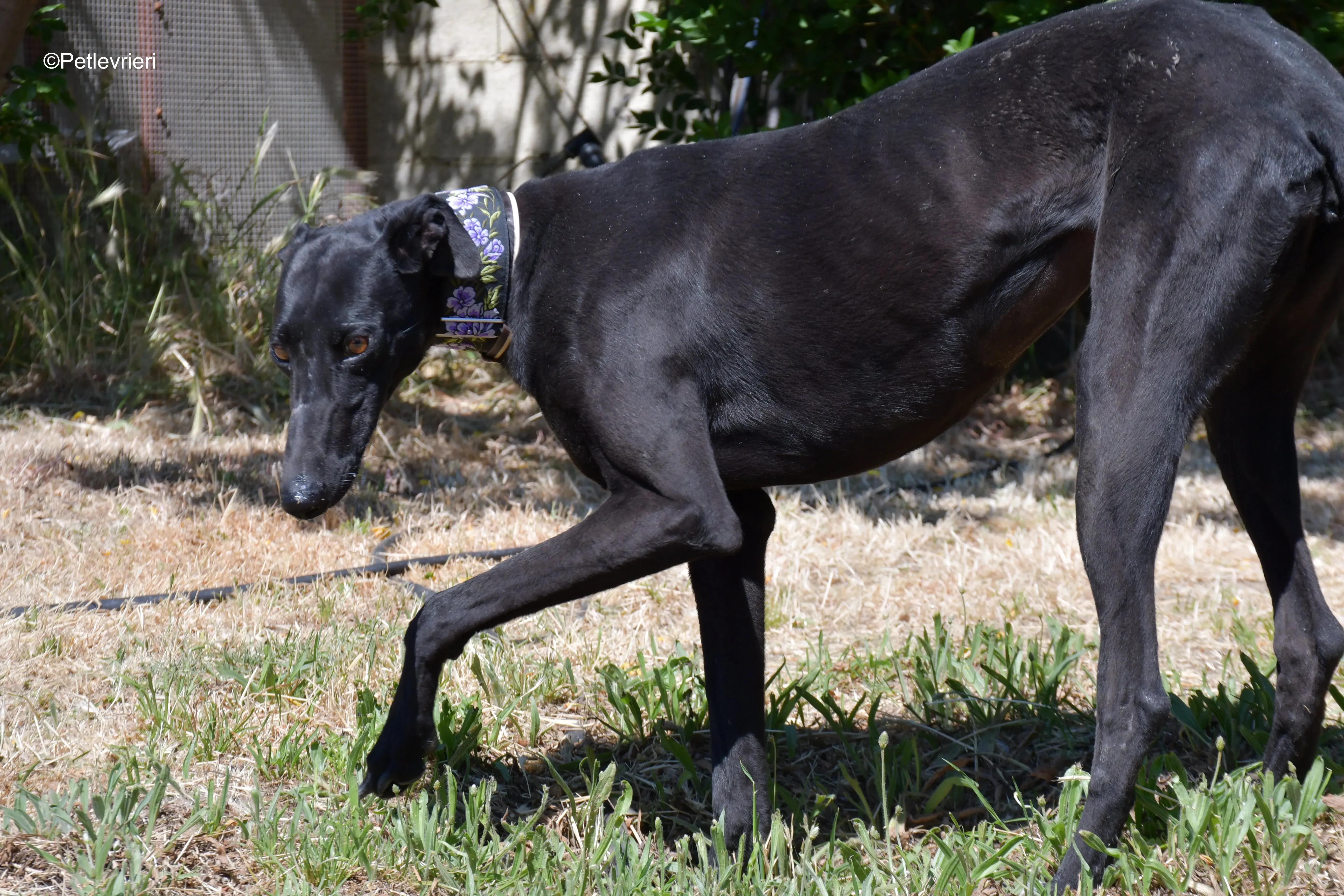malena adozione levrieri galgo 10