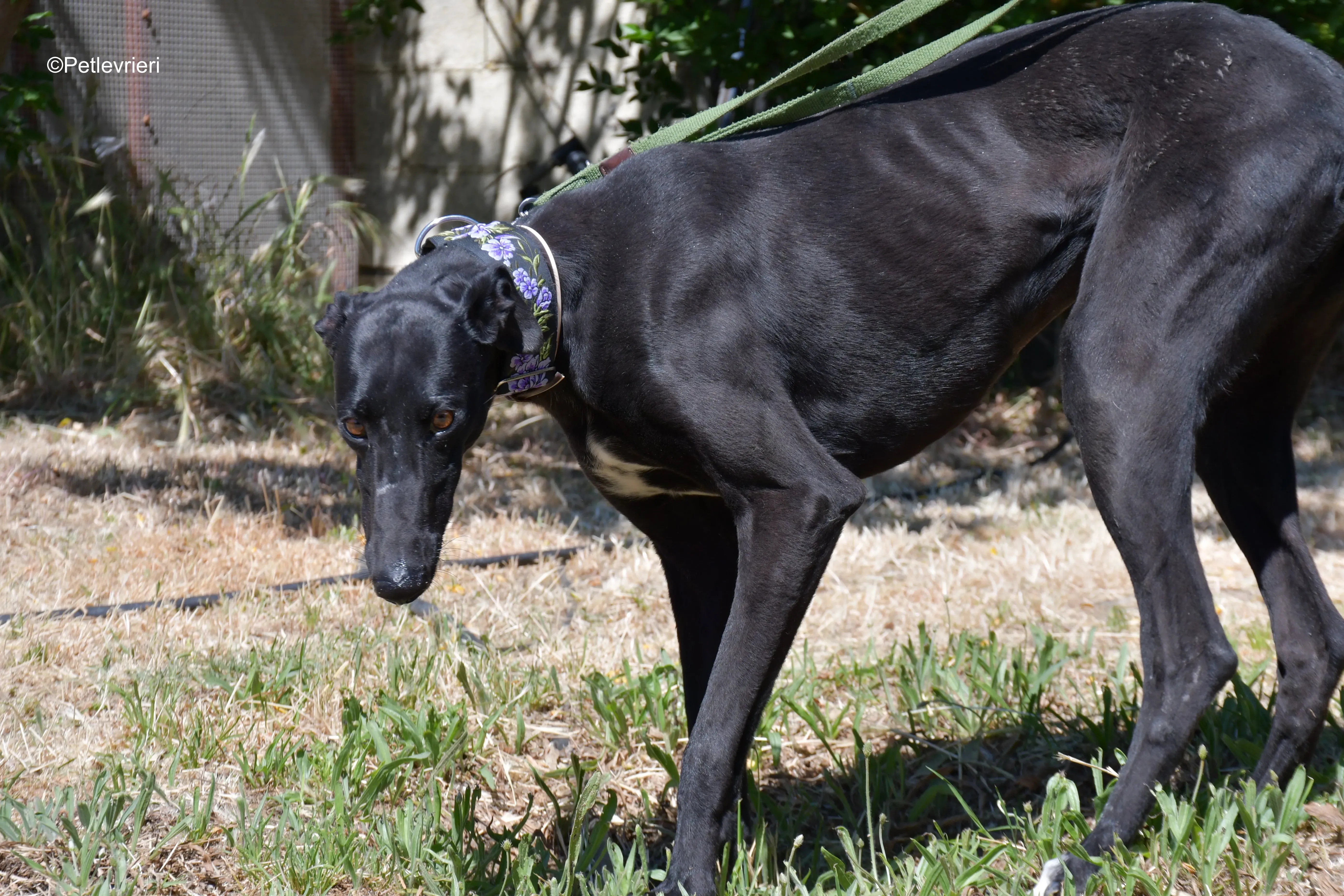 malena adozione levrieri galgo 11