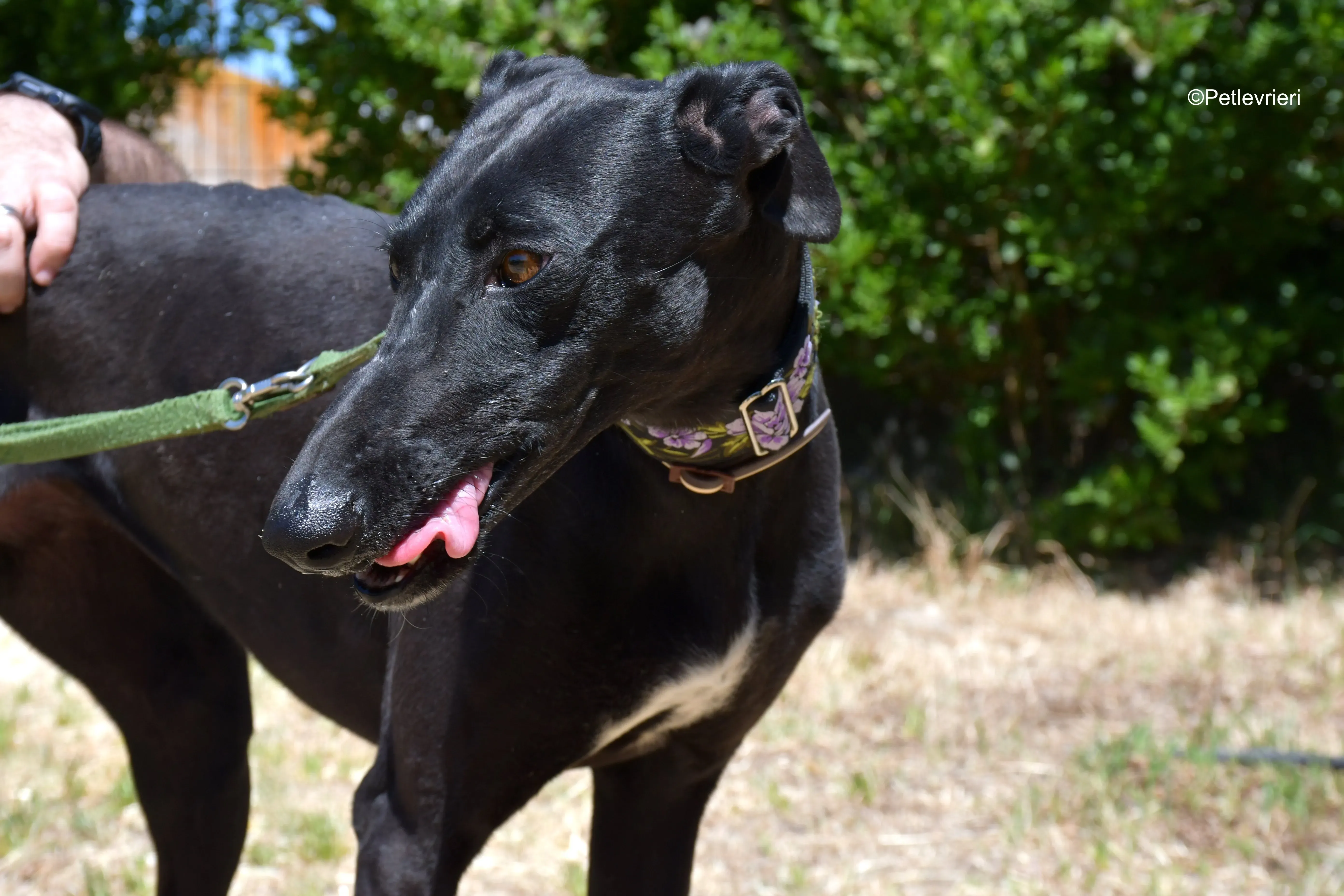 malena adozione levrieri galgo 12