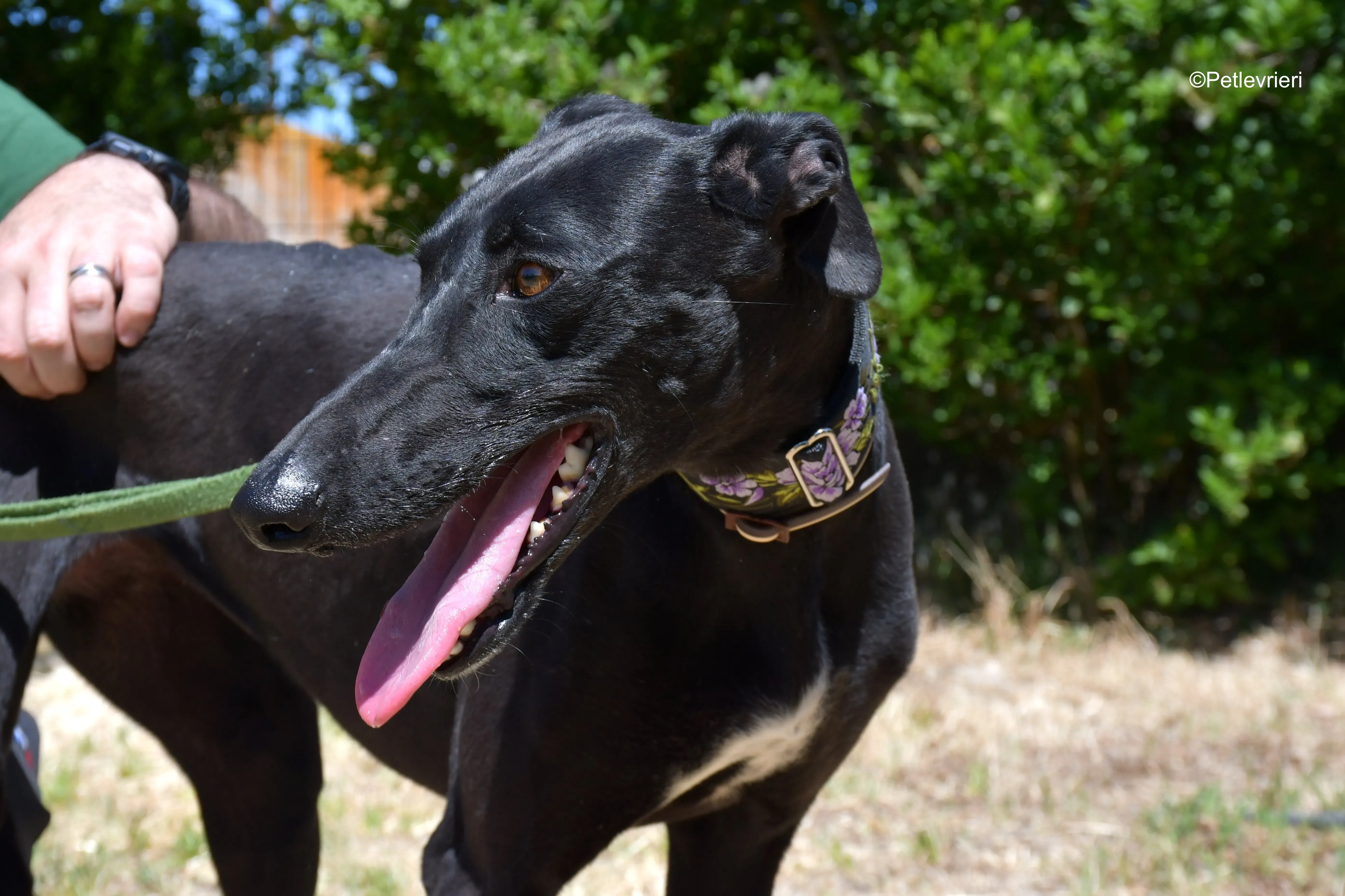 malena adozione levrieri galgo 13