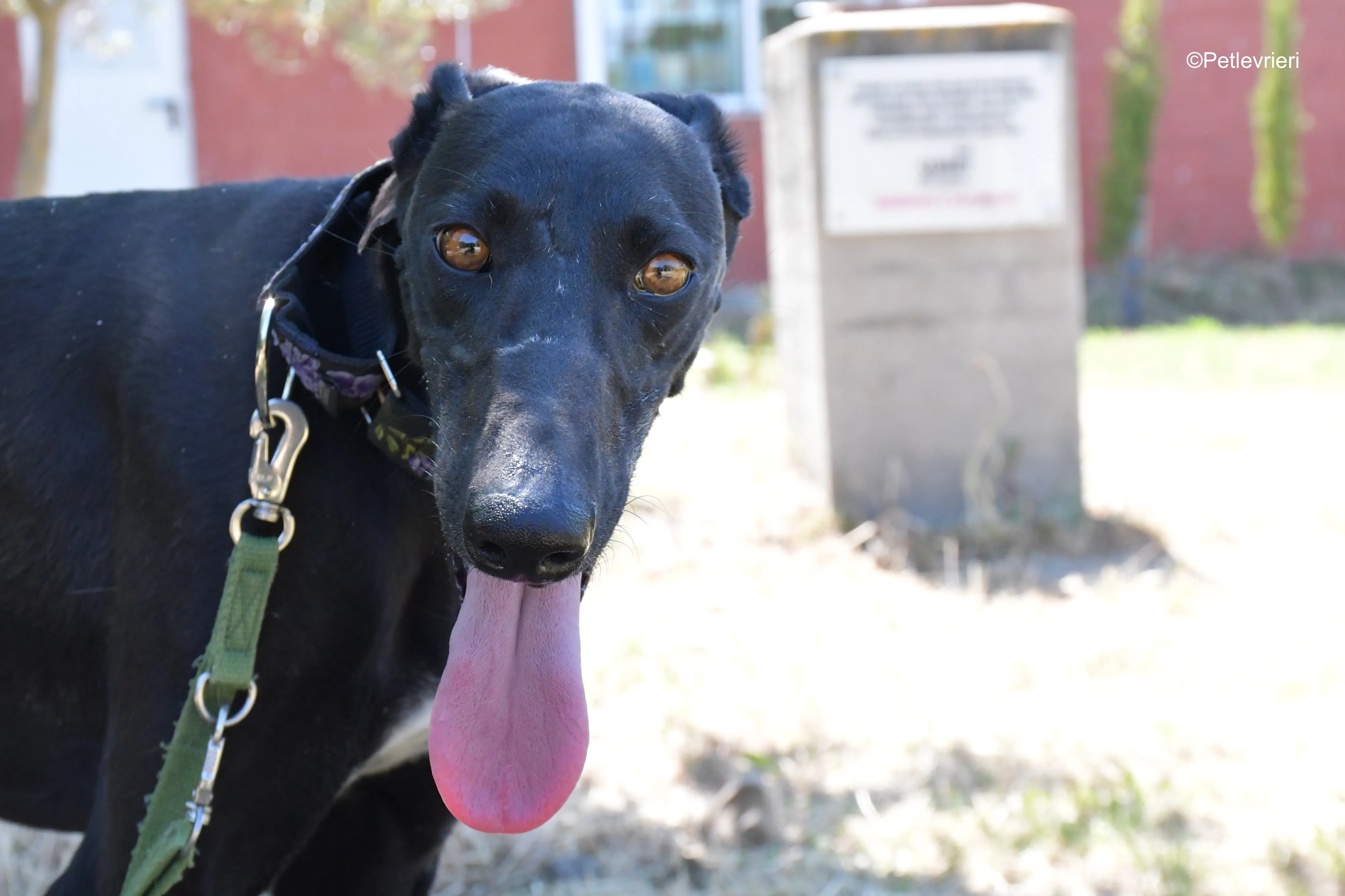 malena adozione levrieri galgo 14