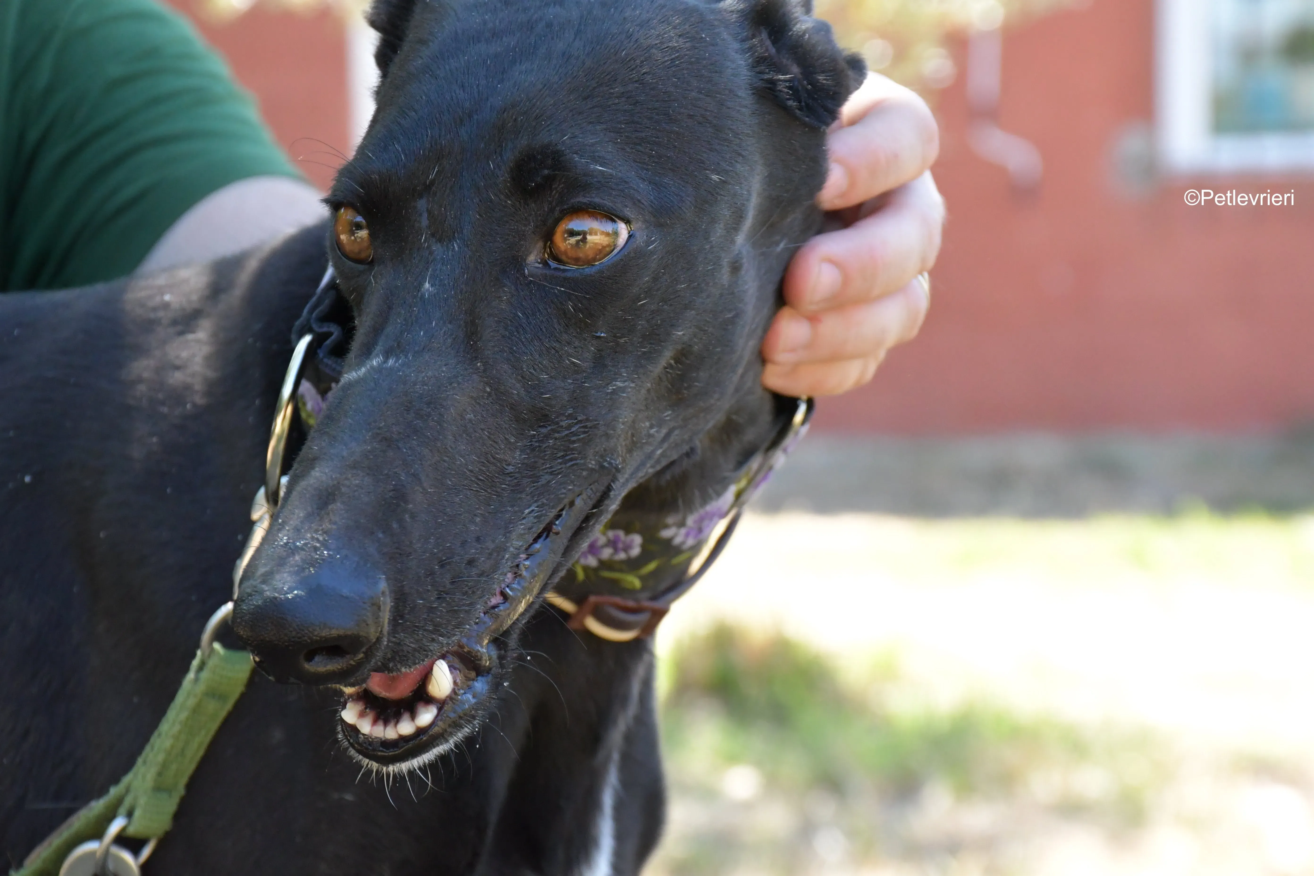 malena adozione levrieri galgo 15