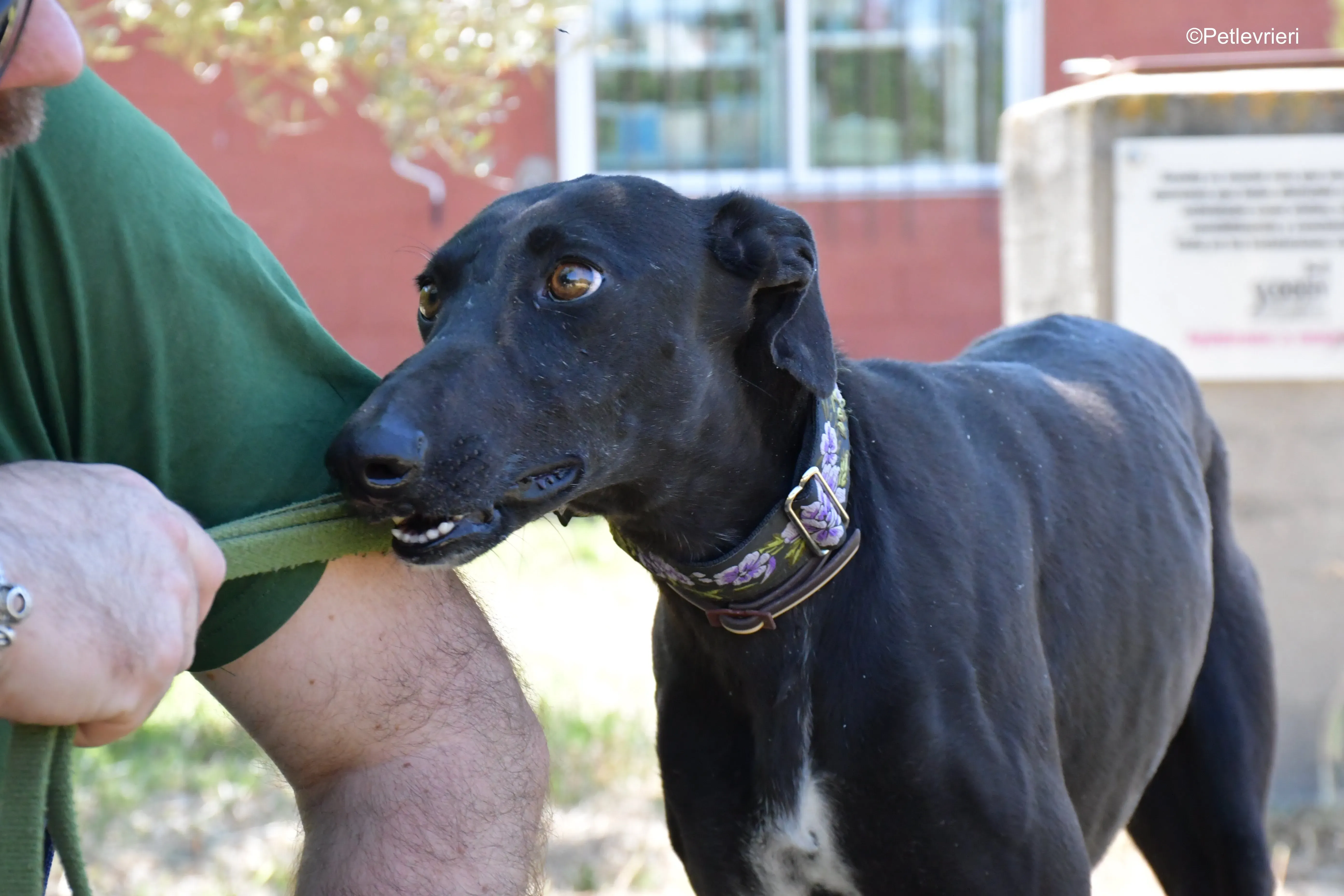 malena adozione levrieri galgo 16