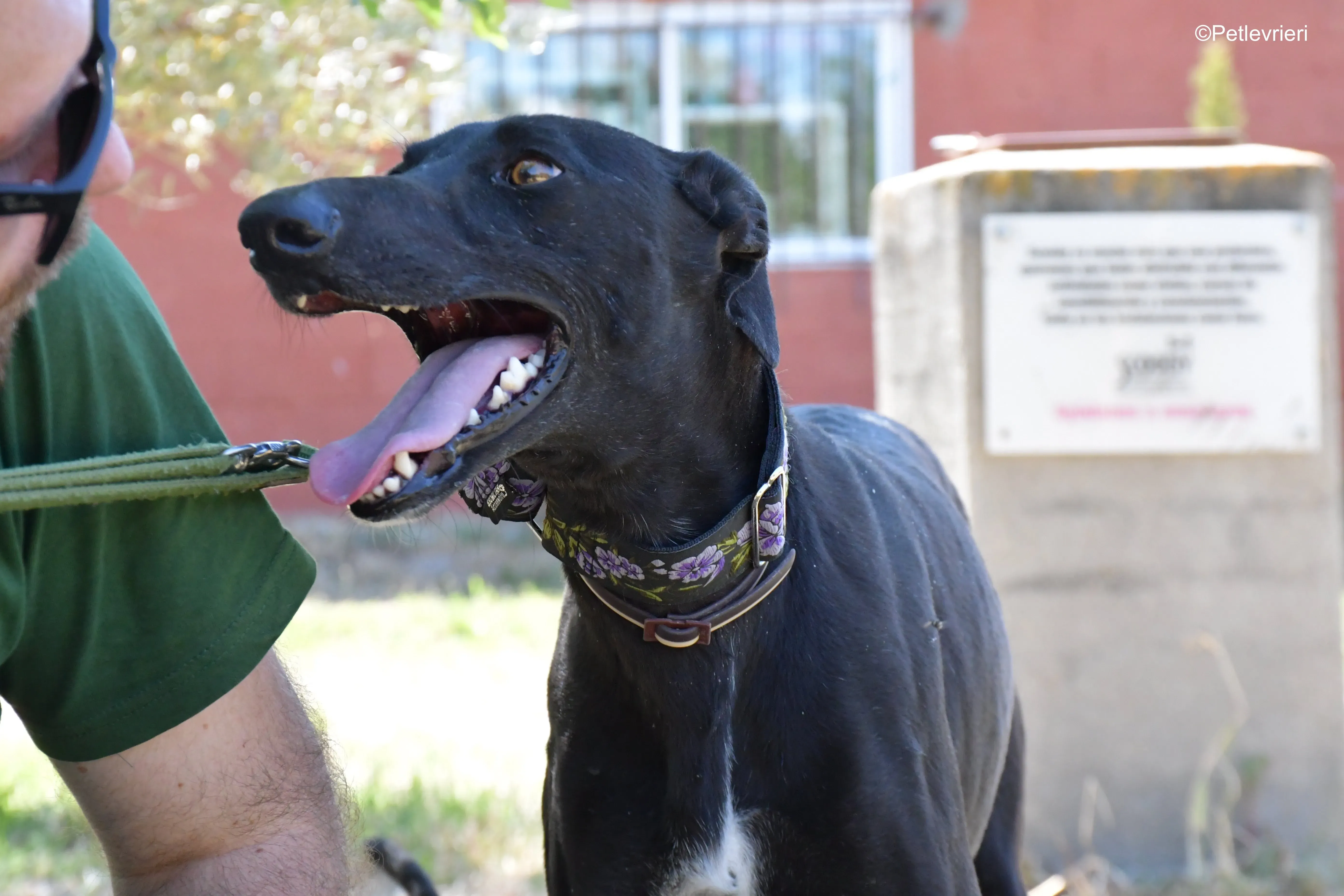 malena adozione levrieri galgo 17