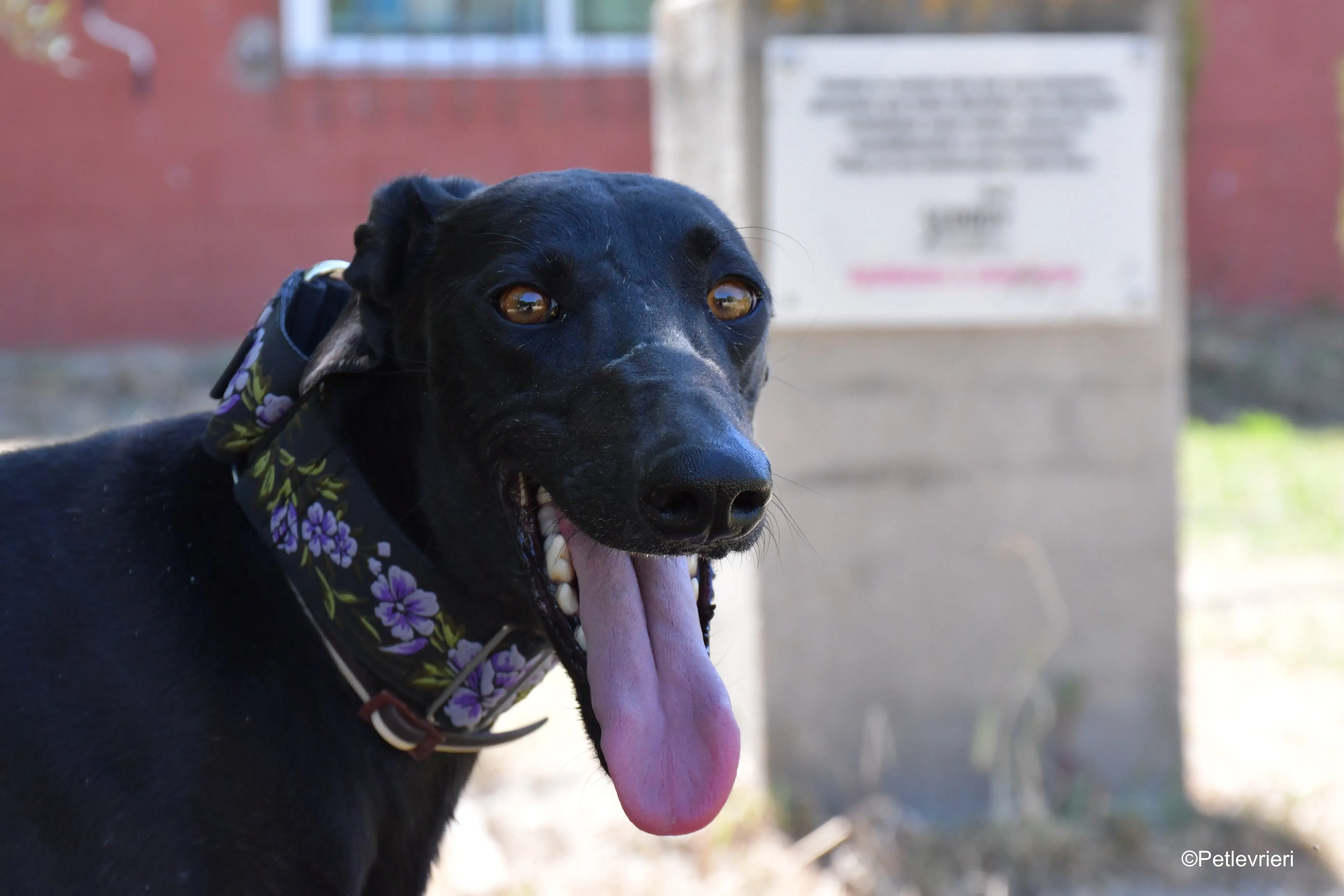 malena adozione levrieri galgo 2