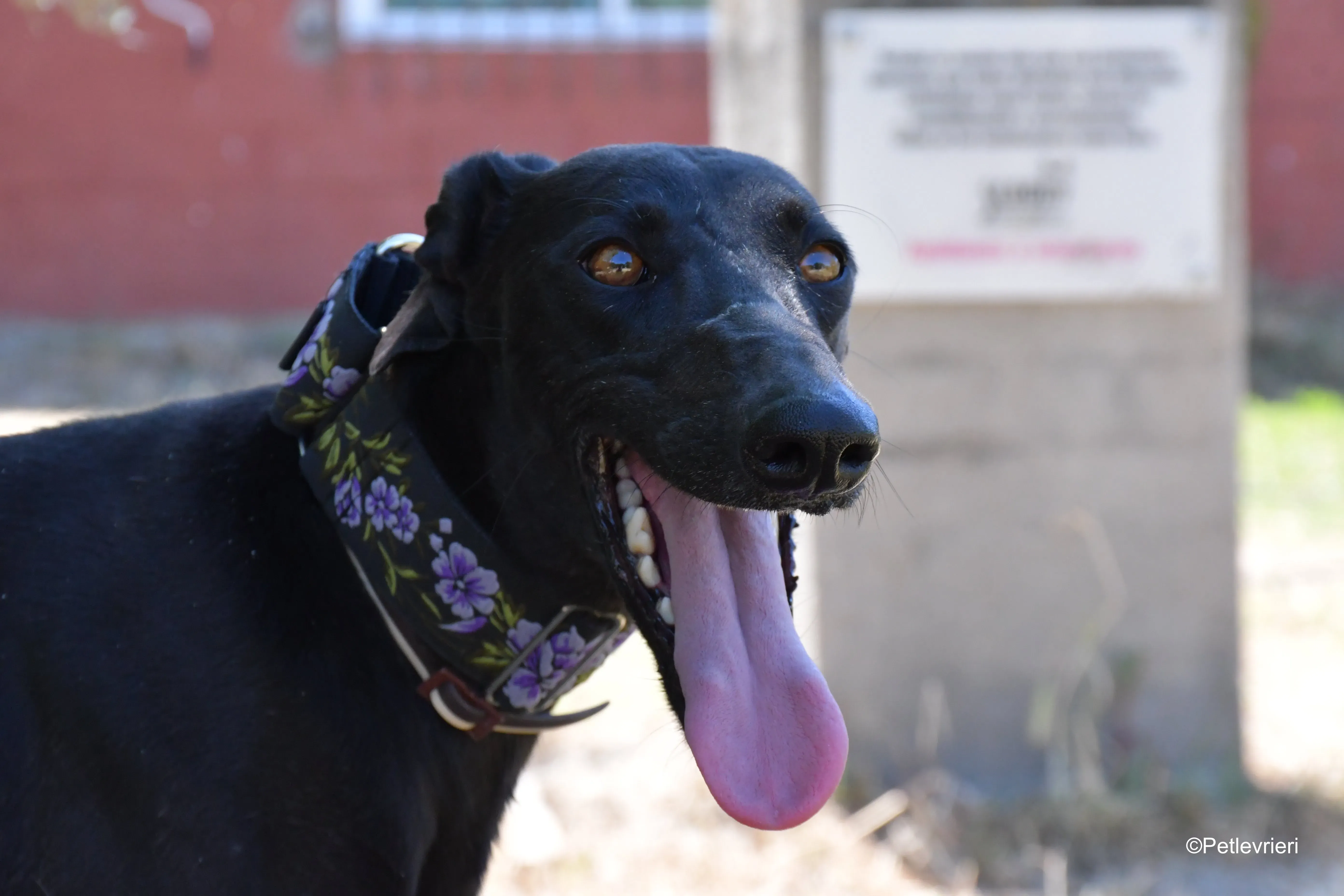 malena adozione levrieri galgo 3