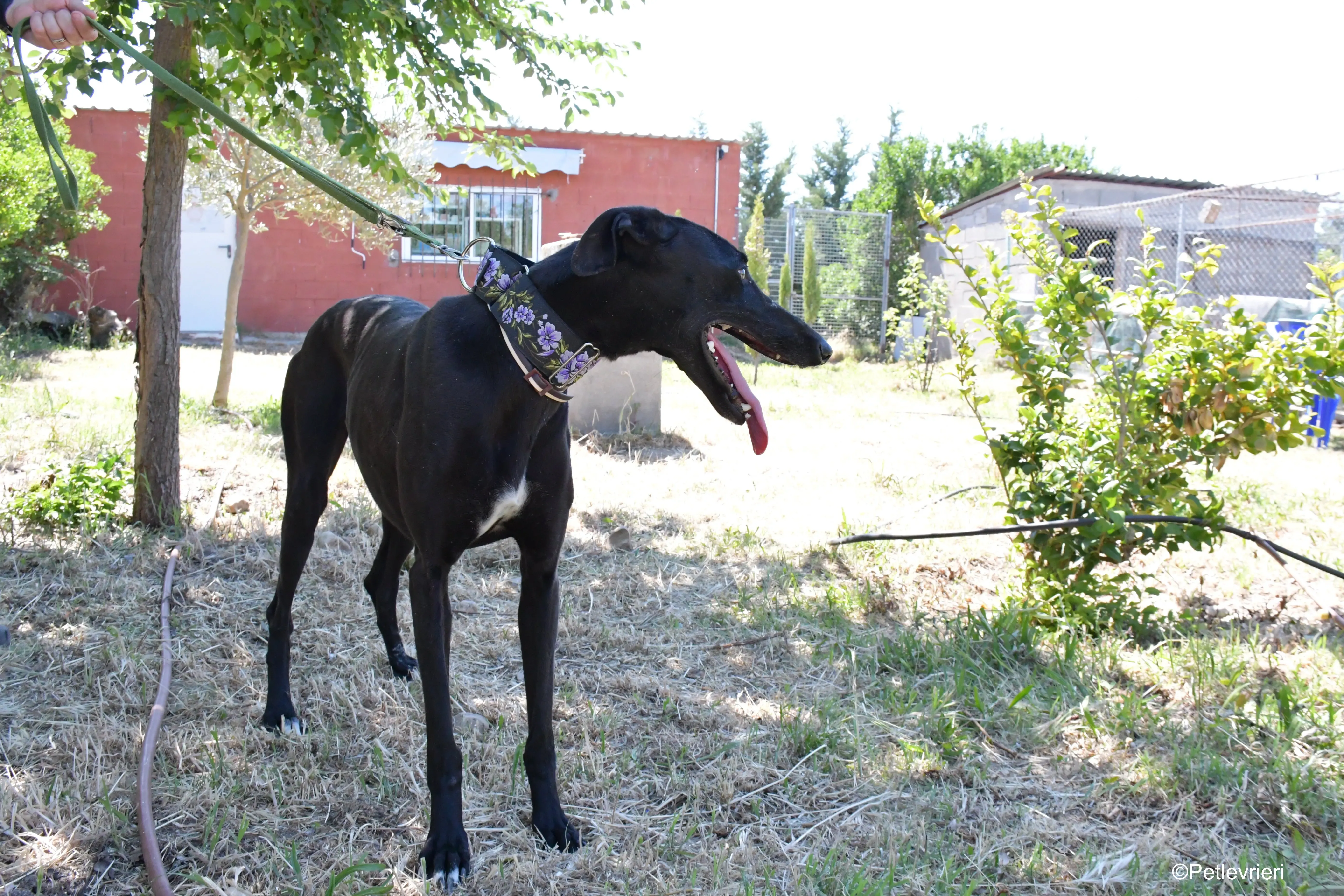 malena adozione levrieri galgo 4