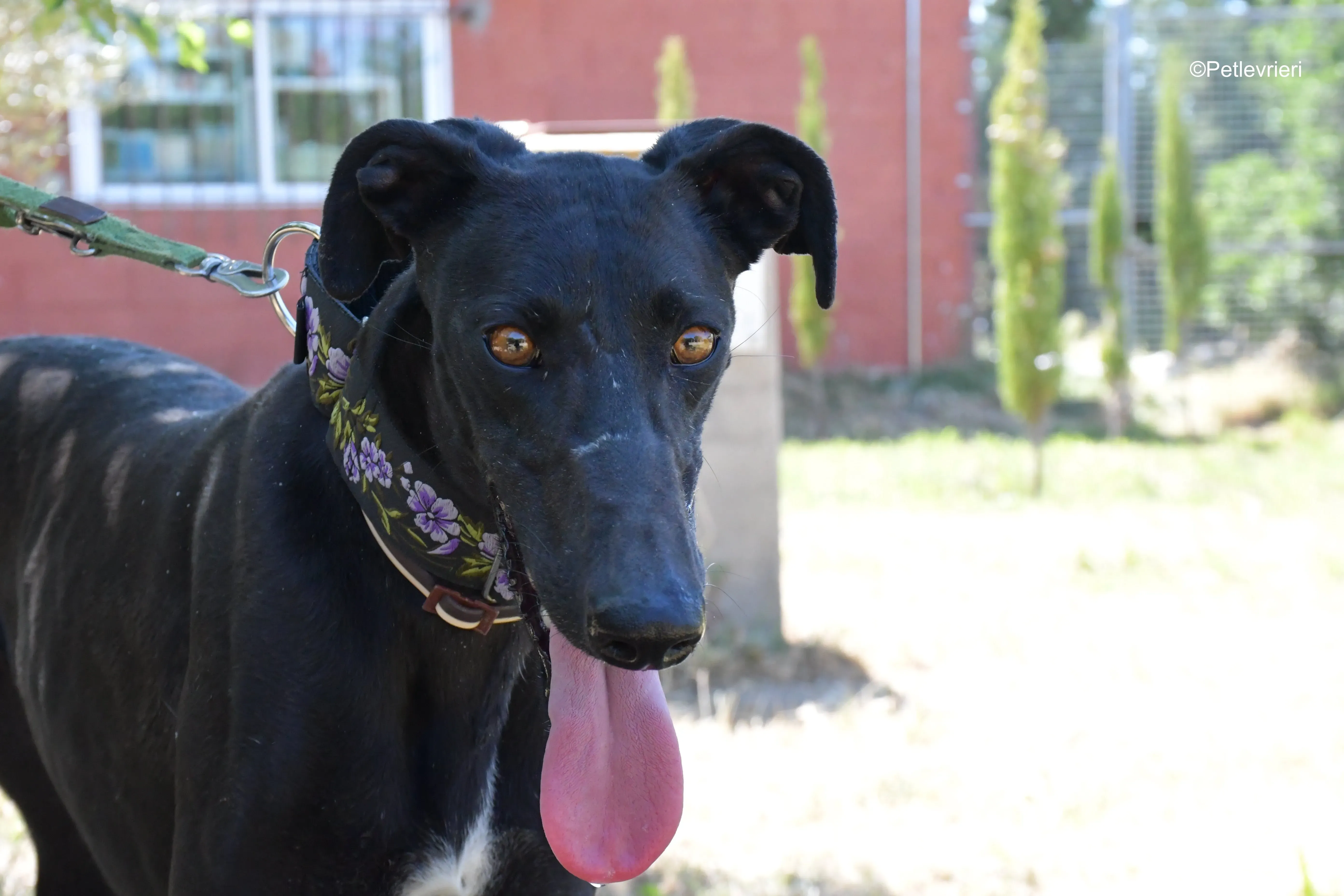 malena adozione levrieri galgo 5