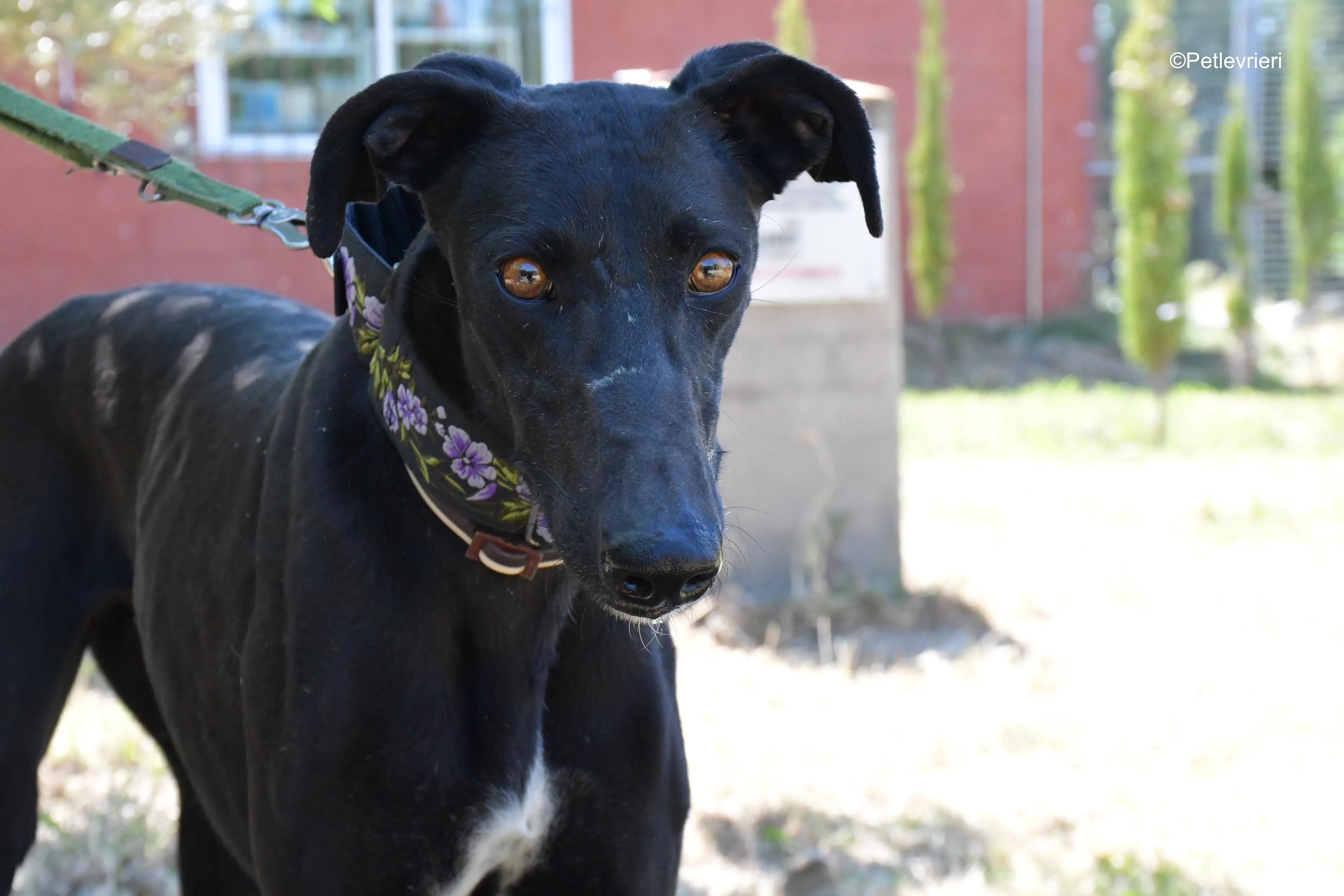 malena adozione levrieri galgo 6