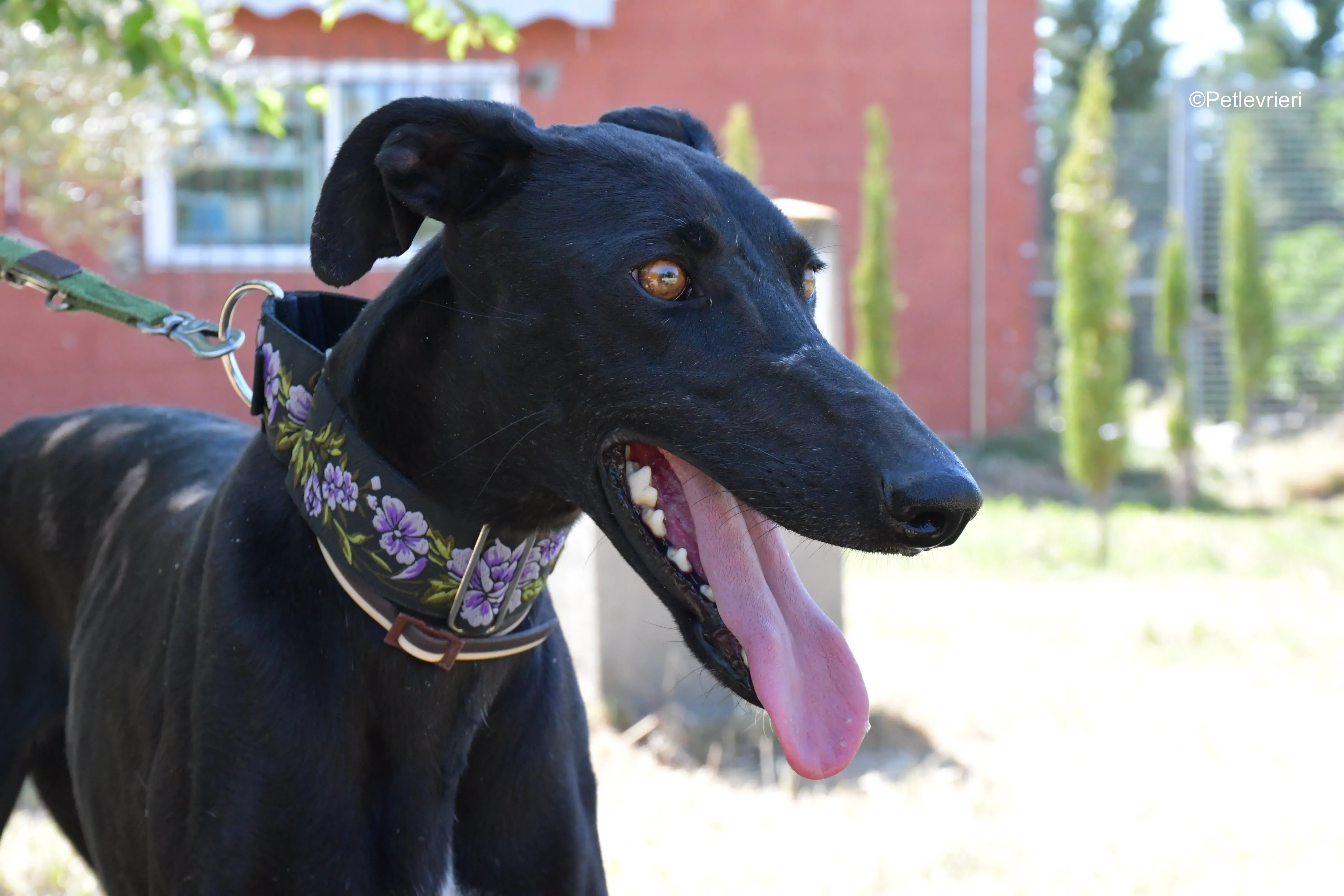 malena adozione levrieri galgo 7