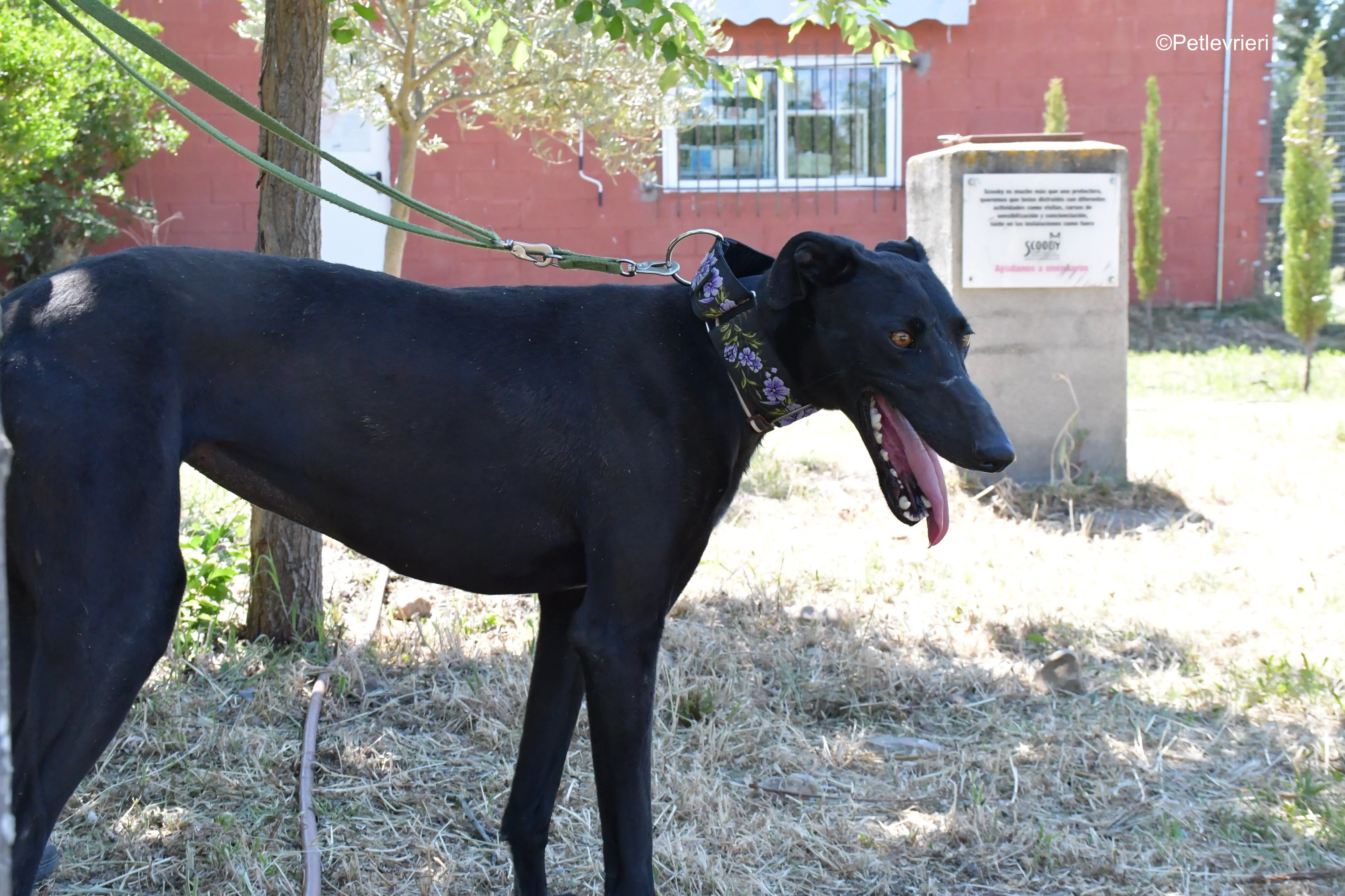 malena adozione levrieri galgo 8