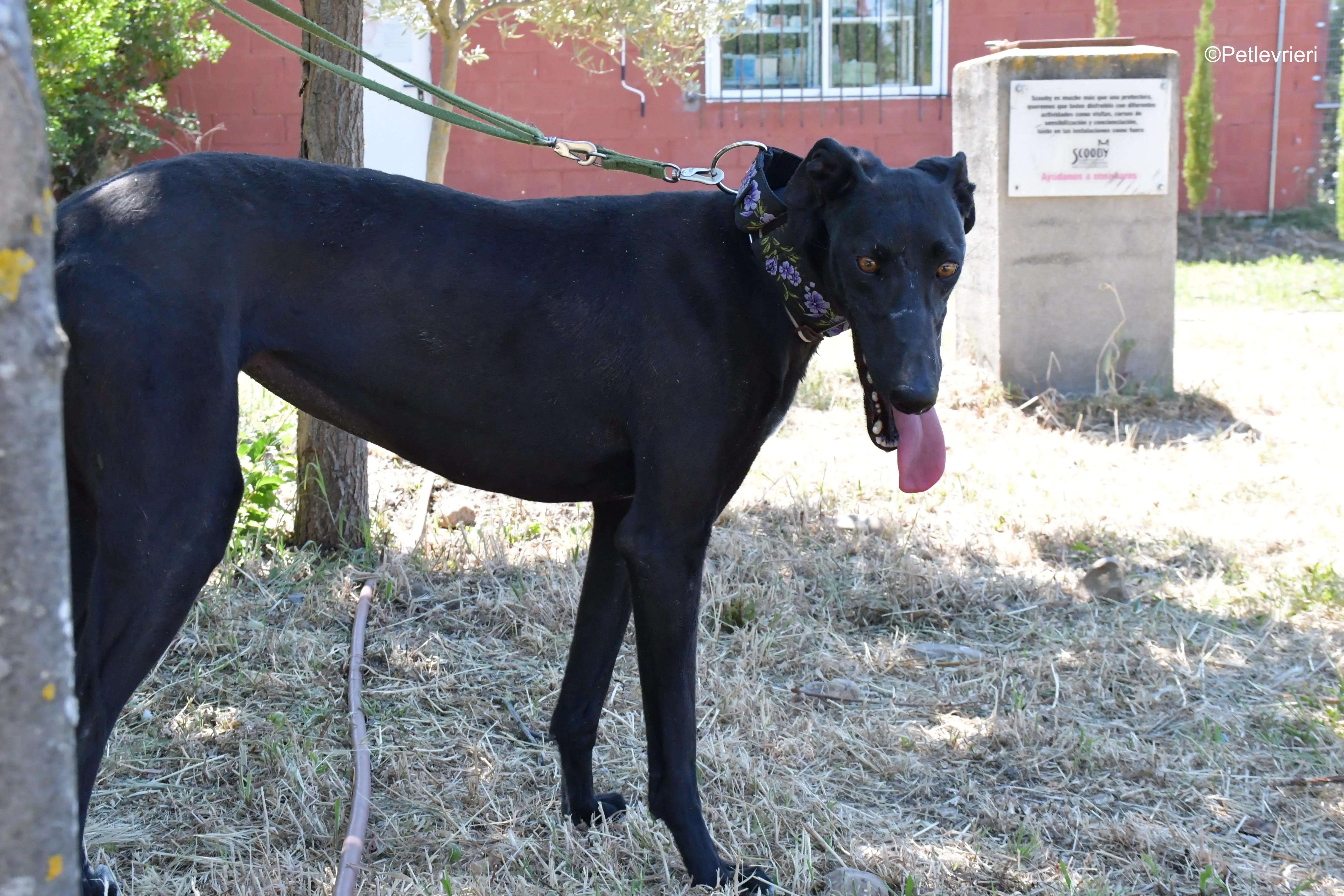 malena adozione levrieri galgo 9