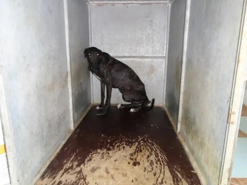 mamma dei cuccioli di Murcia