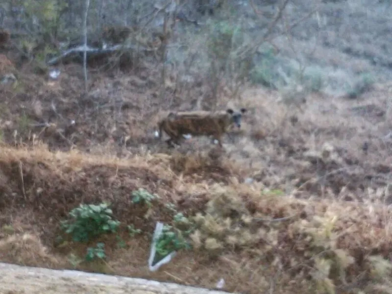 mamma e cuccioli grotta 4