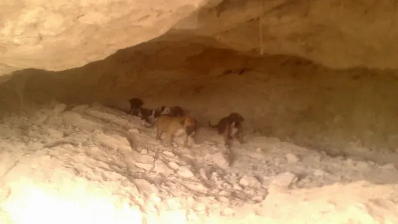 mamma e cuccioli grotta3