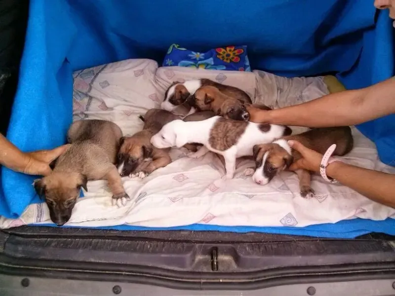 mamma e cuccioli recuperati grotta