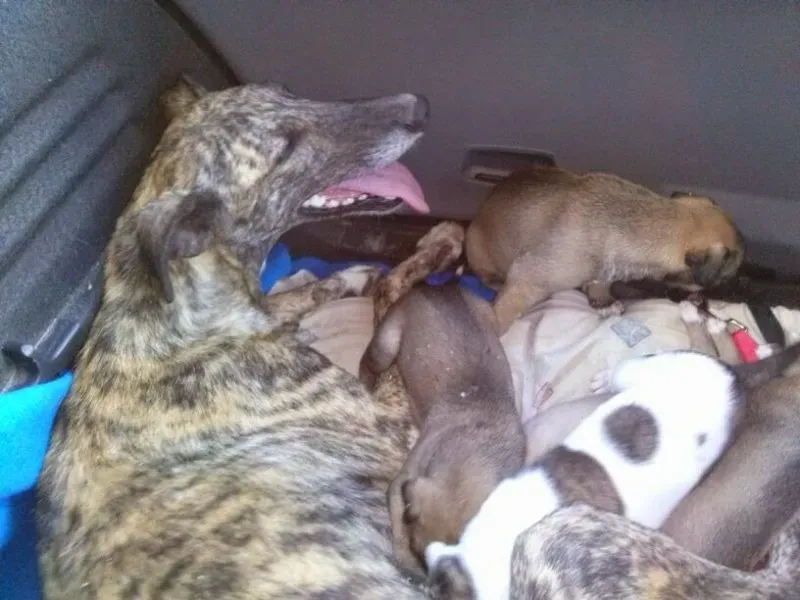 mamme cuccioli grotta recuprati