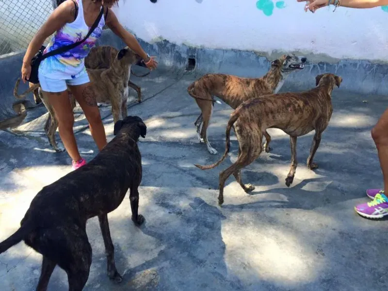 mandarina tuno vaiven lord