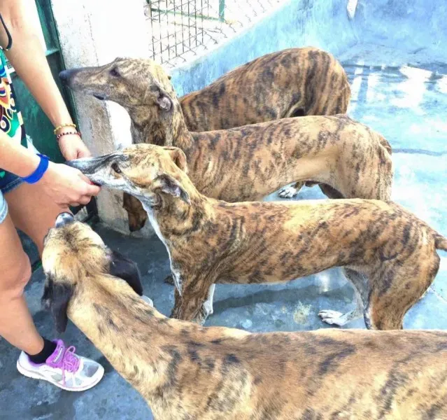 mandarina vaiven tno e nico