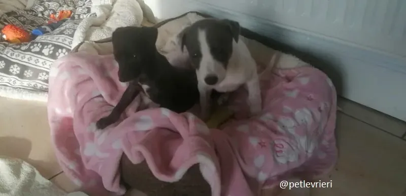 mandy mia adozione lurcher 1