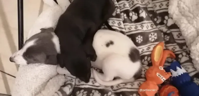 mandy mia adozione lurcher