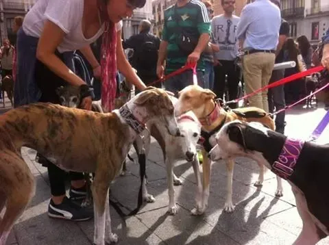 manifestazione a Mdrid 2
