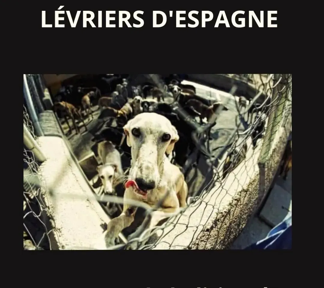 manifestazione strasburgo 1° giugno 2024