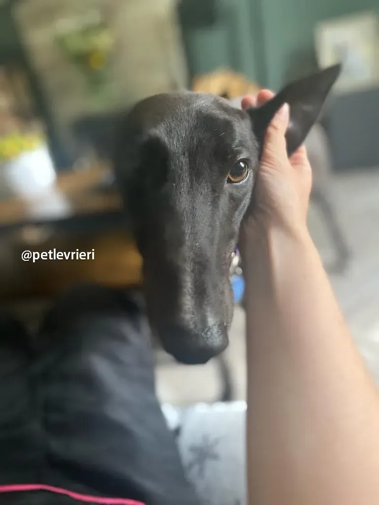 mannie greyhound pet levrieri 01