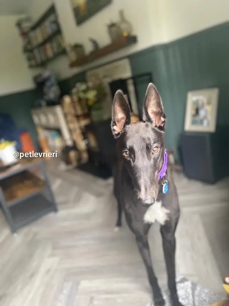 mannie greyhound pet levrieri 02