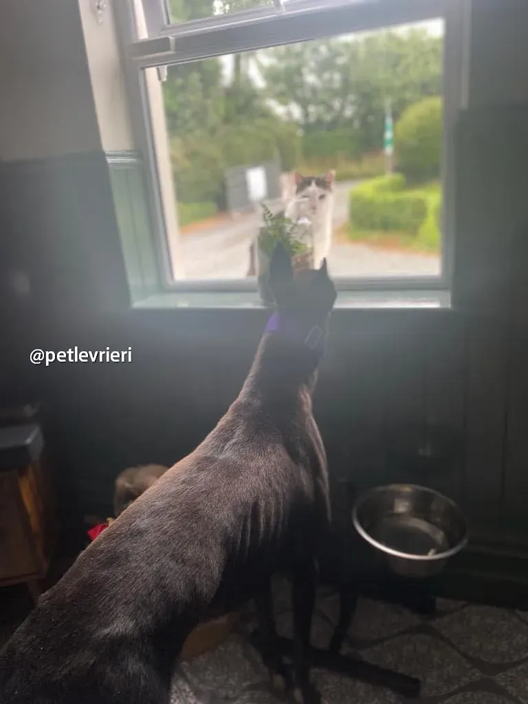 mannie greyhound pet levrieri 03