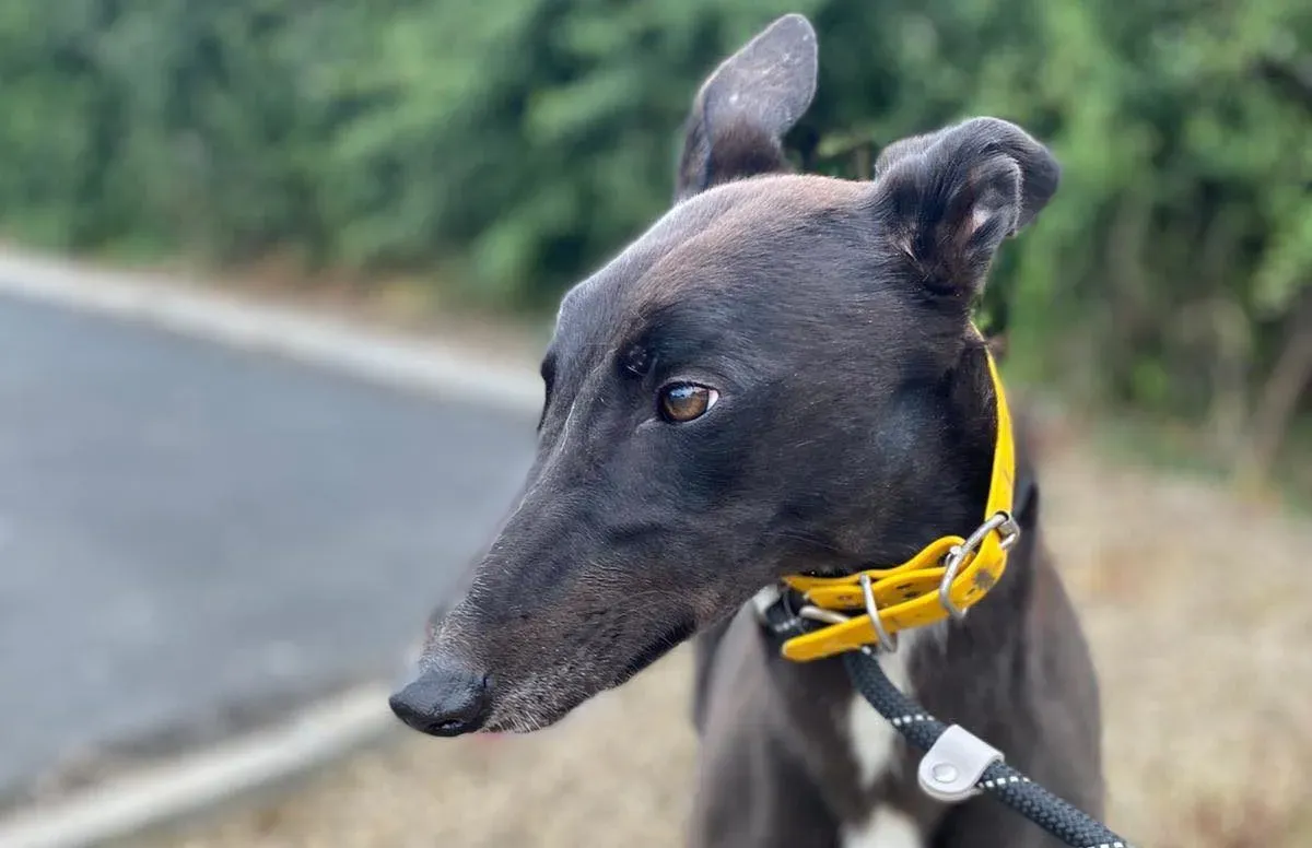 mannie greyhound adozione pet levrieri 01 e1658304045518