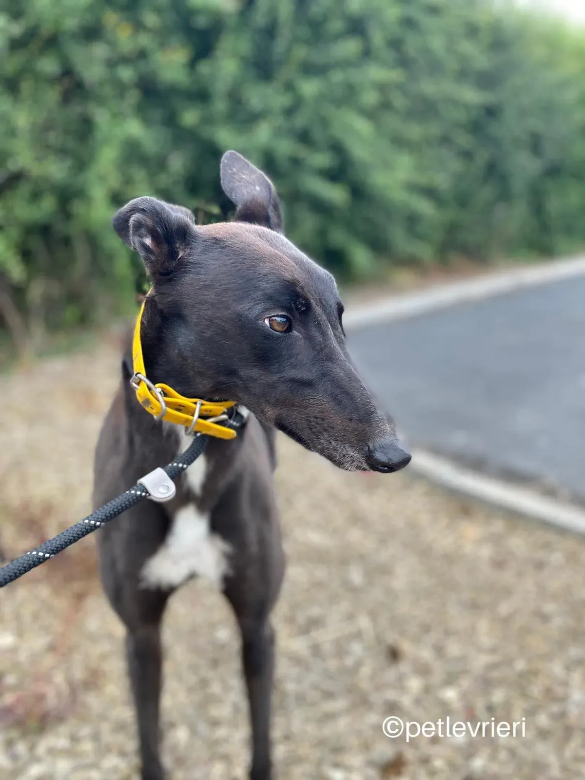 mannie greyhound adozione pet levrieri 01