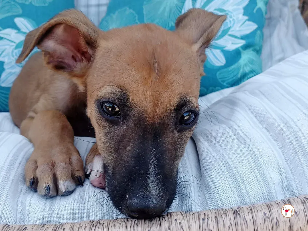 manolo galgo cucciolo adozione 01