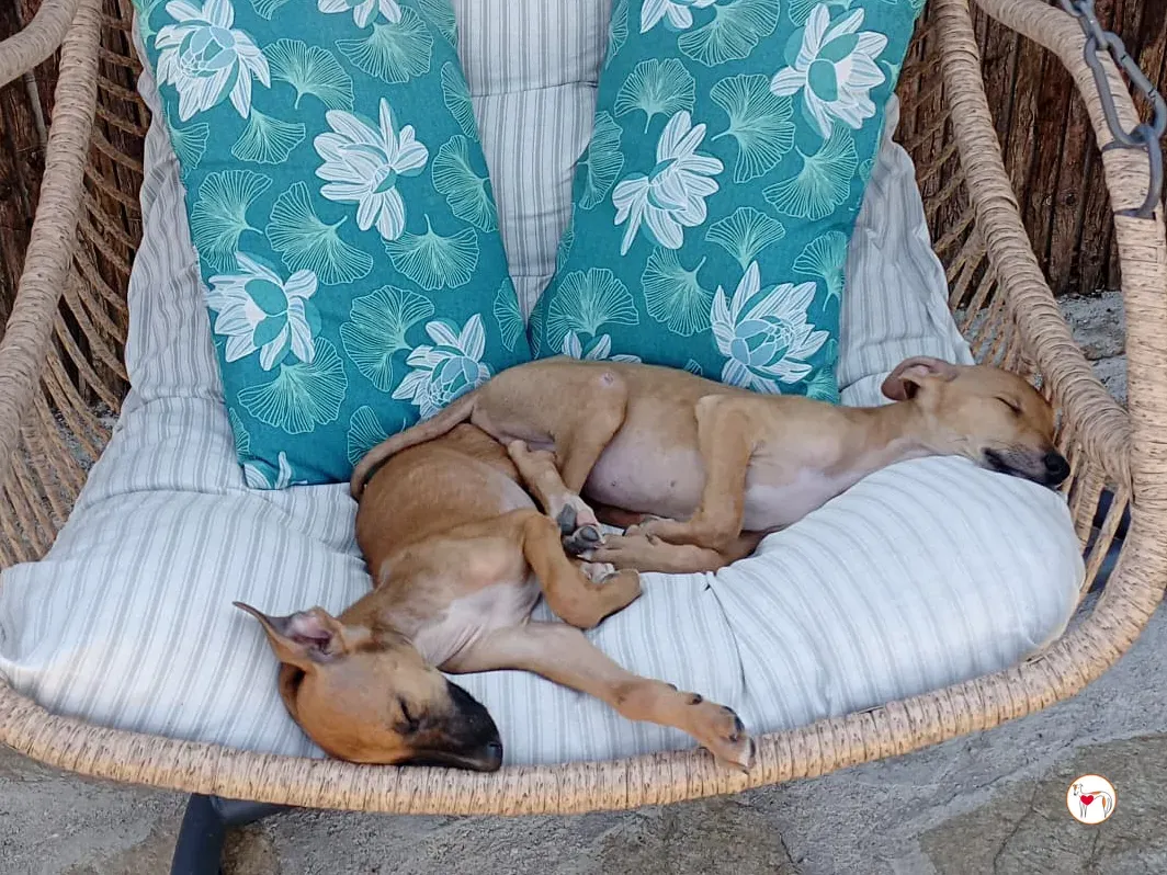 manolo galgo cucciolo adozione 02 1