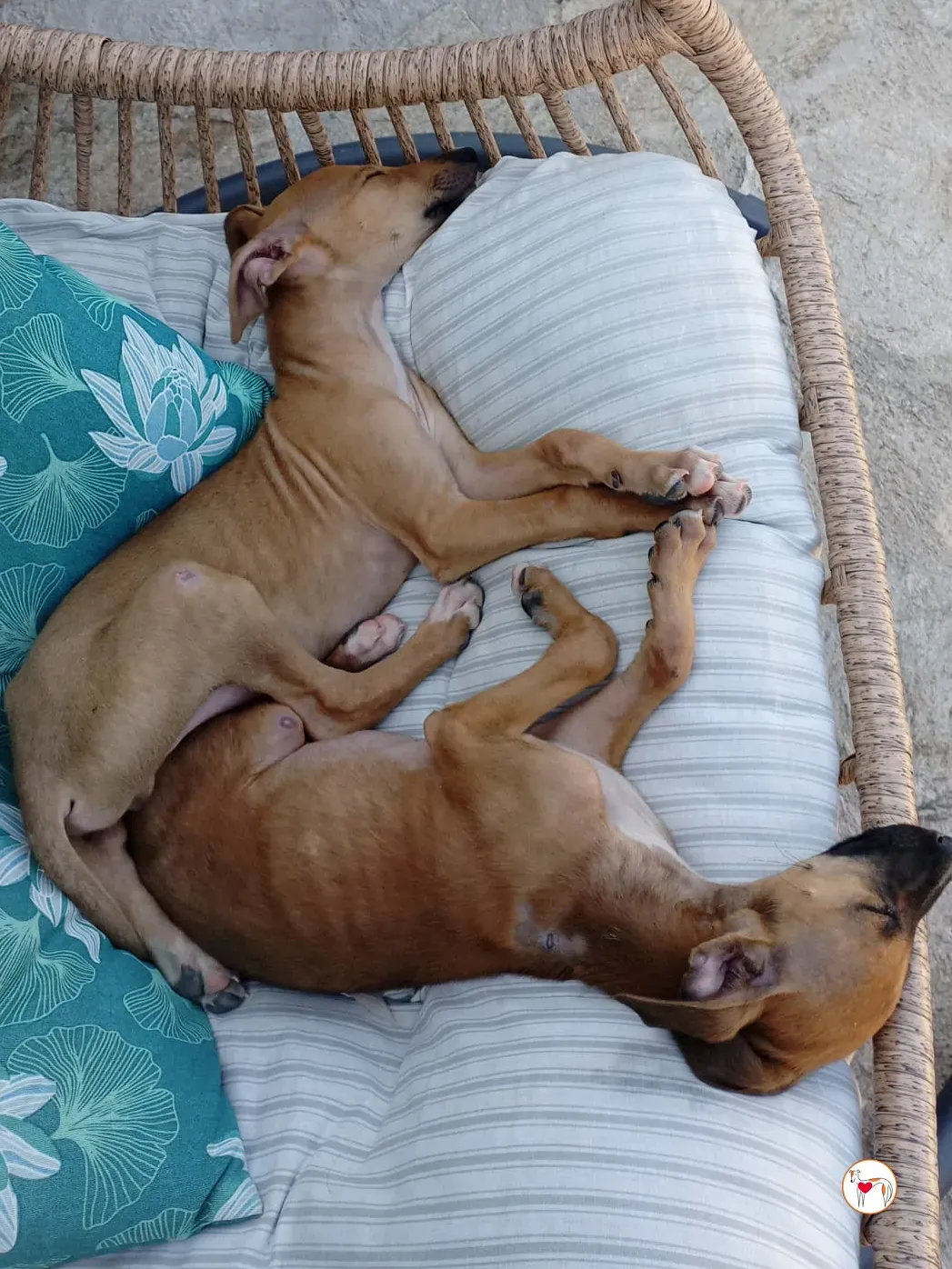 manolo galgo cucciolo adozione 03