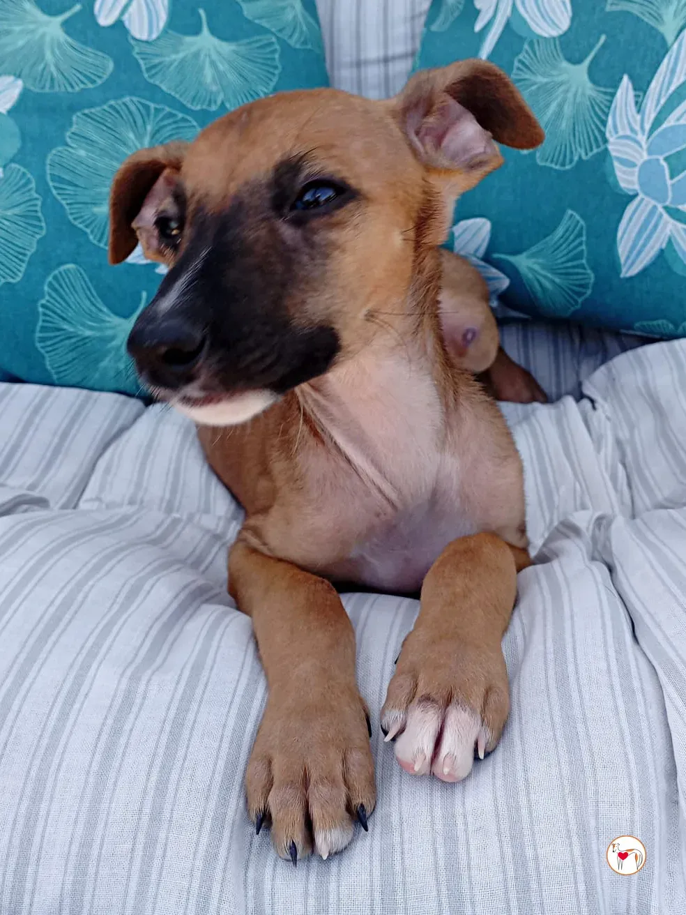 manolo galgo cucciolo adozione 04