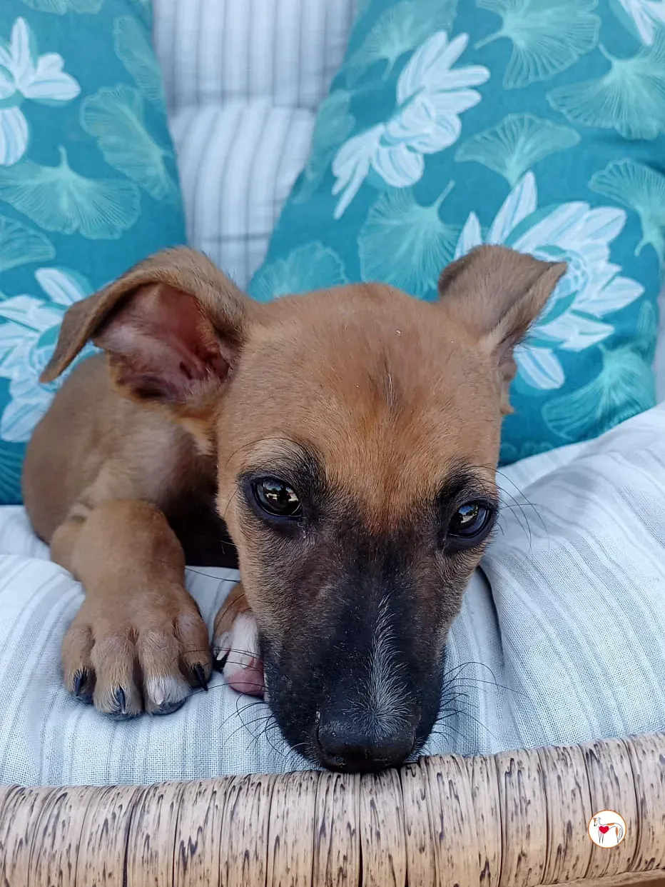 manolo galgo cucciolo adozione 05