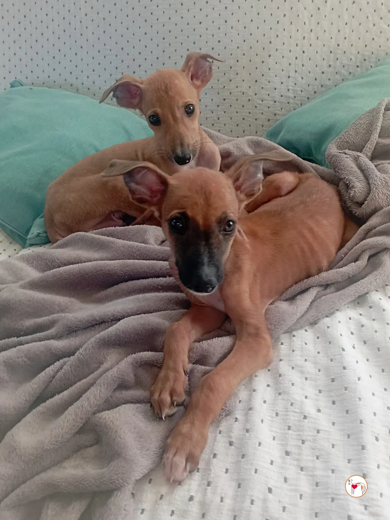 manolo galgo cucciolo adozione 06