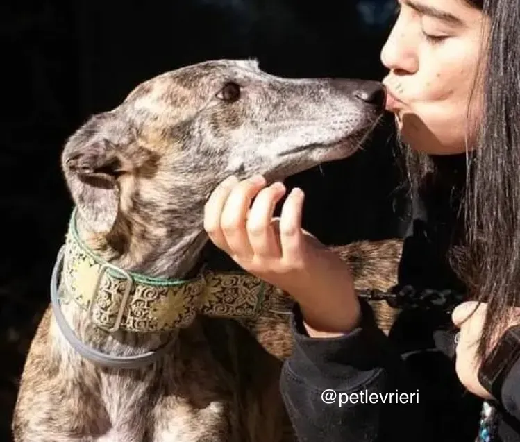 manzana galgo adozione pet levrieri 13
