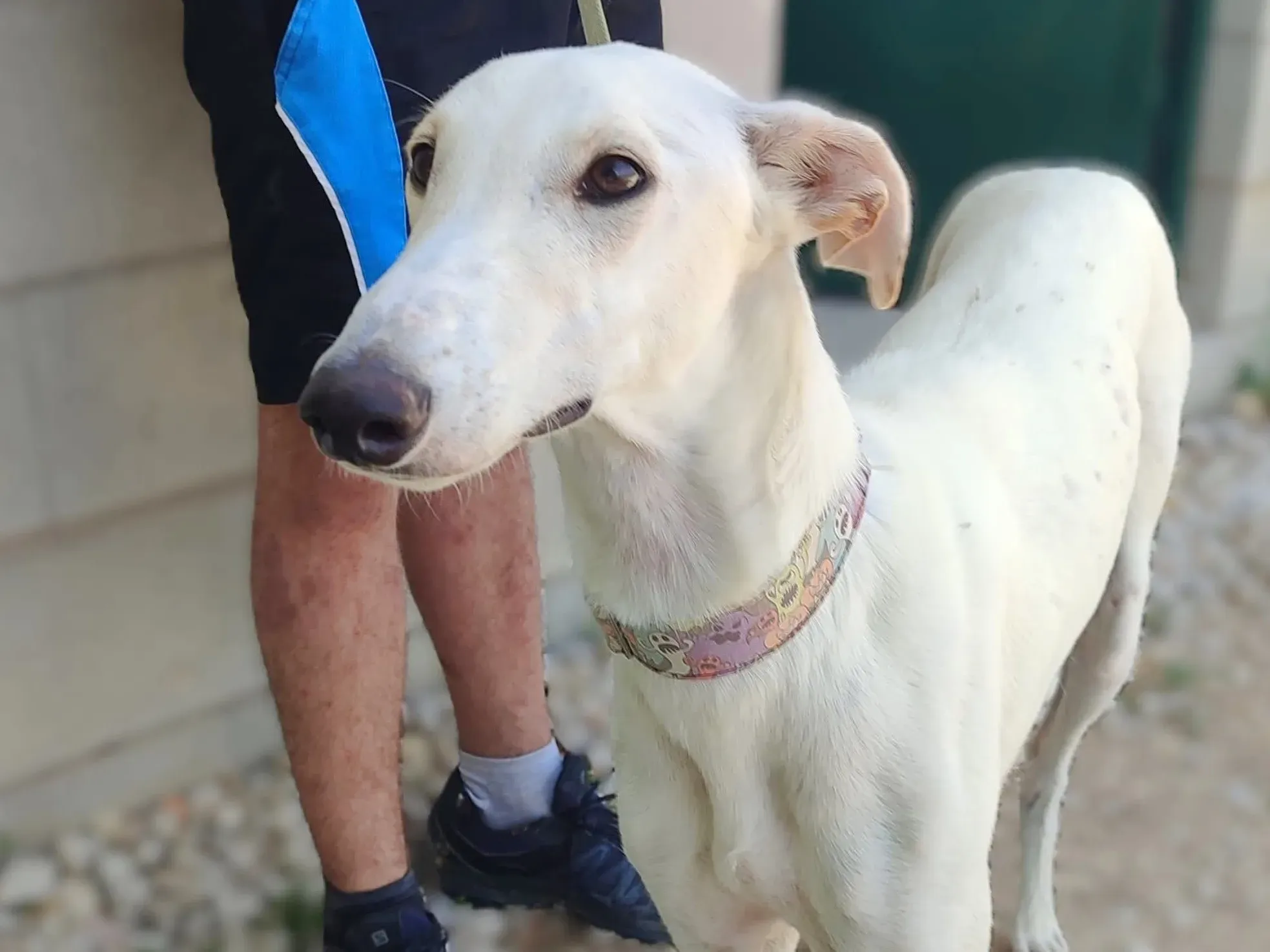 marcus galgo adozione 1