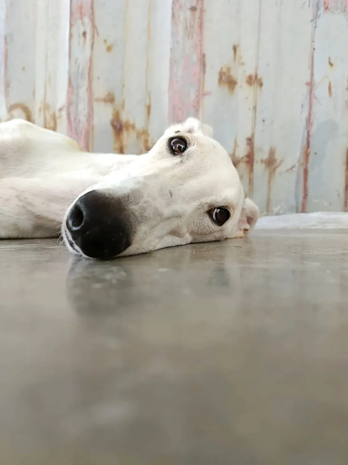 marcus galgo adozione 10