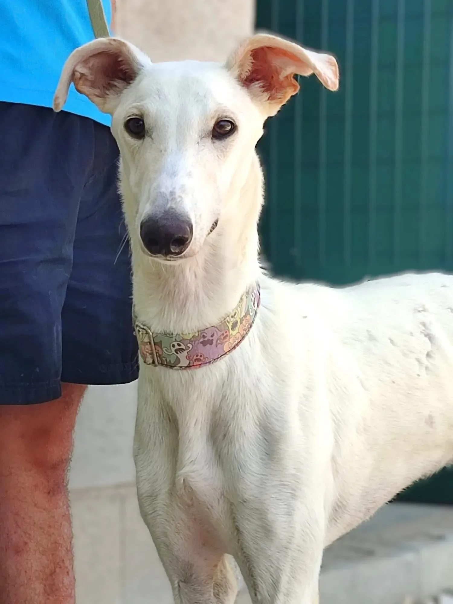 marcus galgo adozione 11